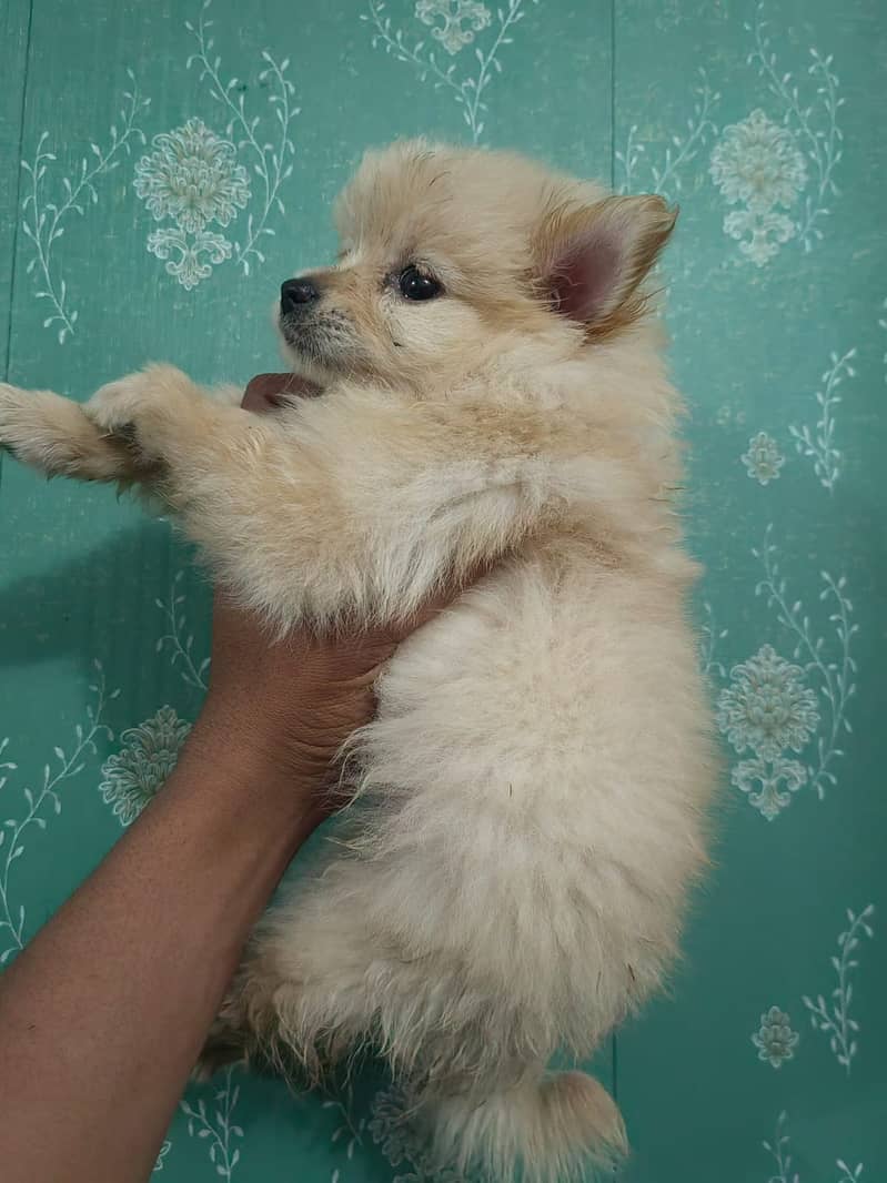 Pomeranian puppy available in lahore 03224546936 1