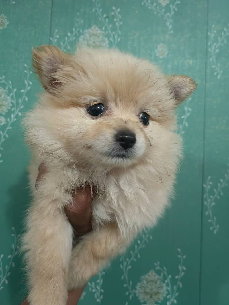 Pomeranian puppy available in lahore 03224546936 2