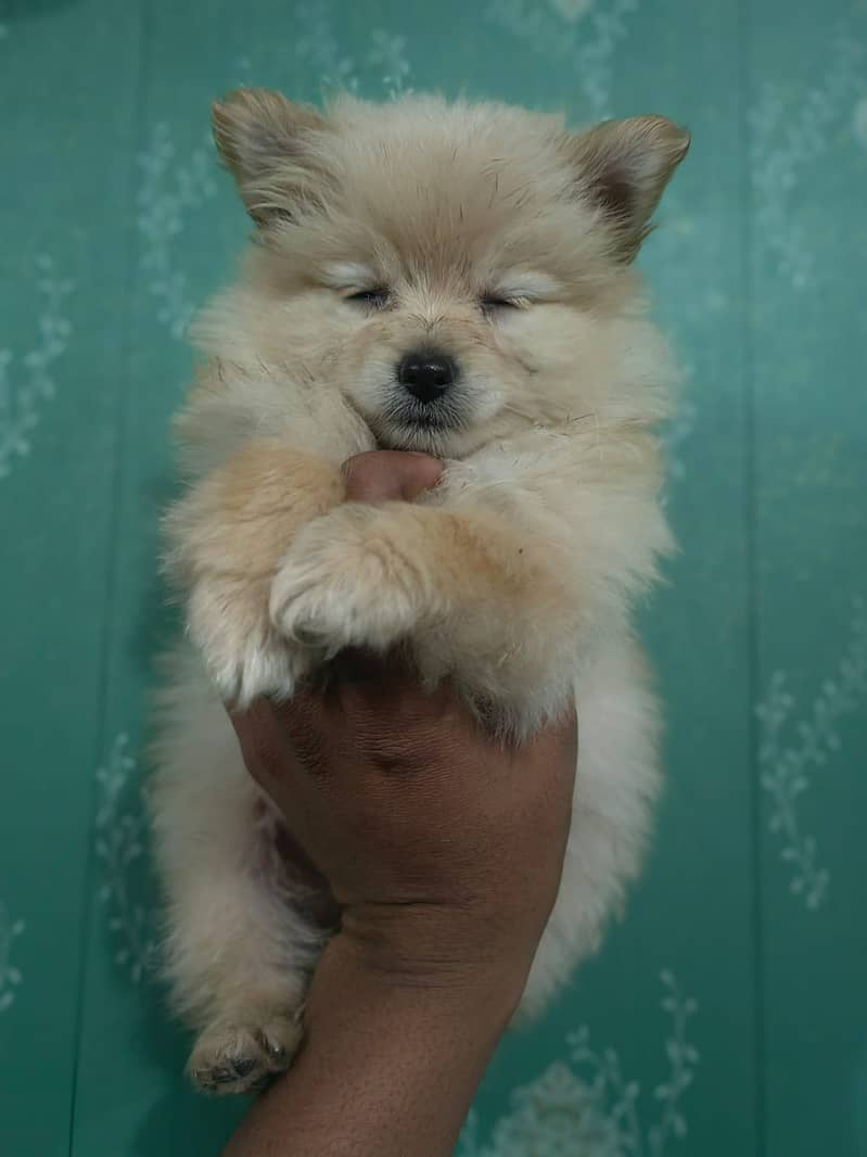 Pomeranian puppy available in lahore 03224546936 3