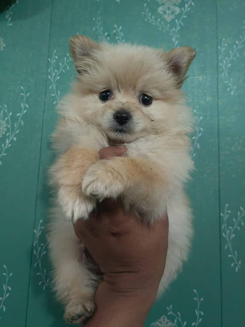 Pomeranian puppy available in lahore 03224546936 4