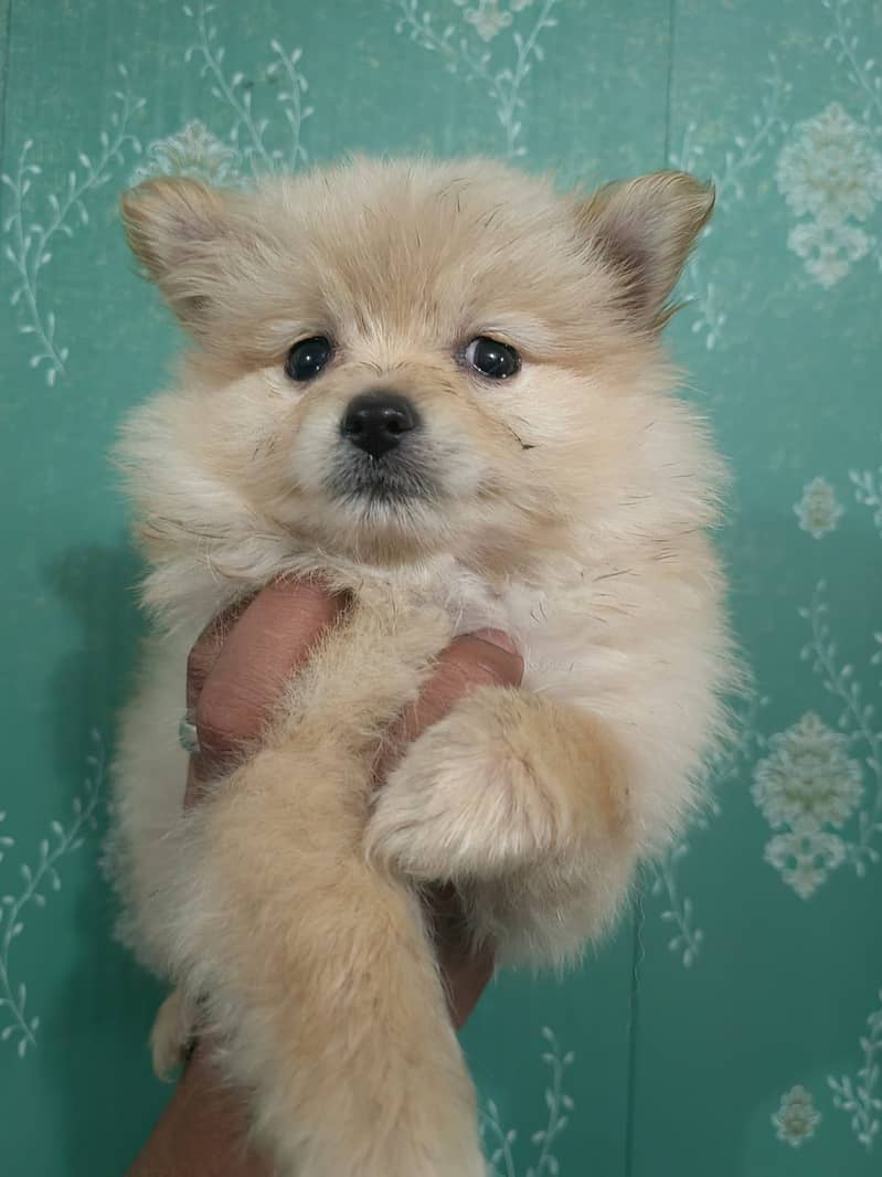 Pomeranian puppy available in lahore 03224546936 5