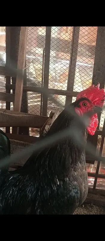 Heavy buff Astrolop  aseels silkie — photo 5