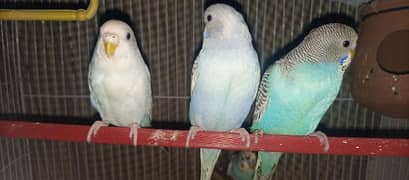 Australian parrots 6 pairs