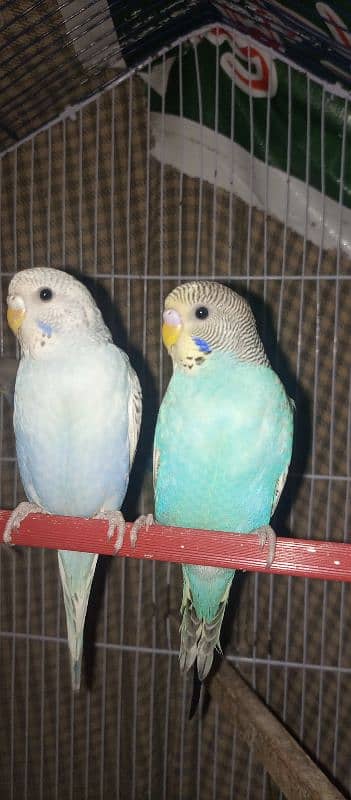 Australian parrots 6 pairs 1