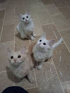 kittens for sale