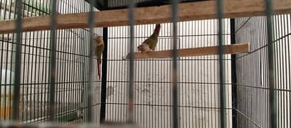 Pineapple Conure Pair 033-77436048