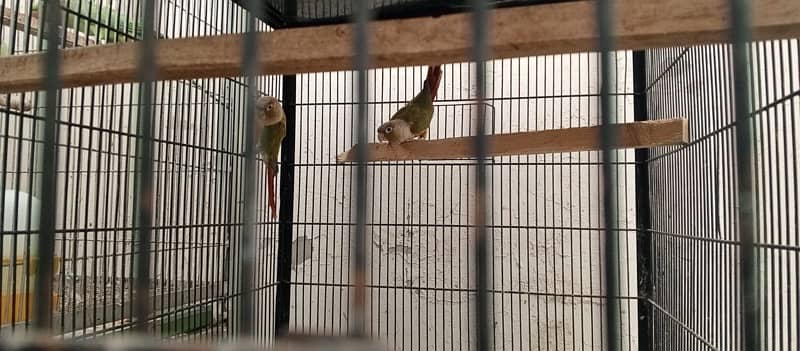 Pineapple Conure Pair 033-77436048 0