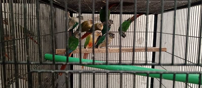 Pineapple Conure Pair 033-77436048 1