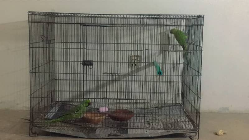 Pineapple Conure Pair 033-77436048 2