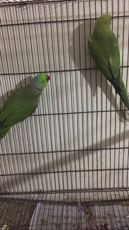 Pineapple Conure Pair 033-77436048 3