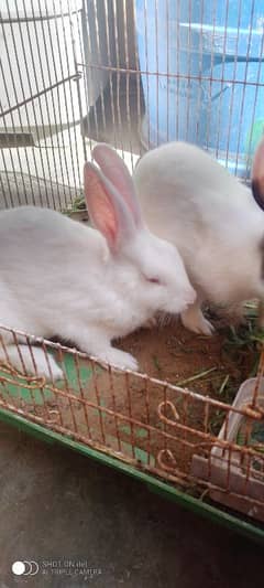 Rabbit pair & white dove pair