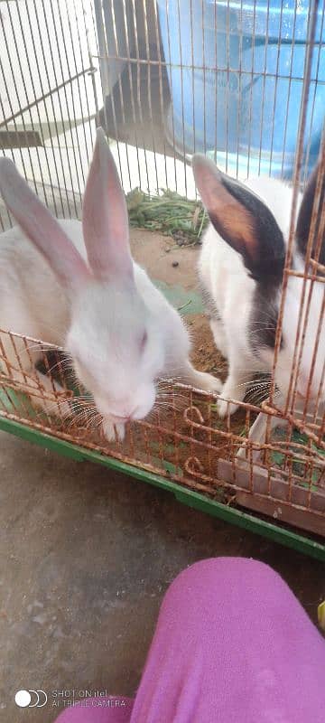 Rabbit pair & white dove pair 1