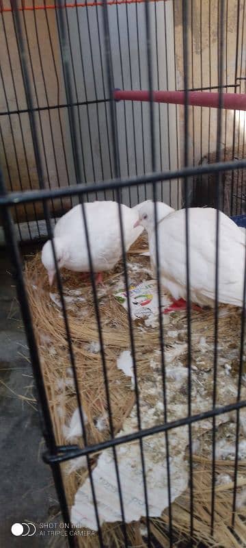 Rabbit pair & white dove pair 7