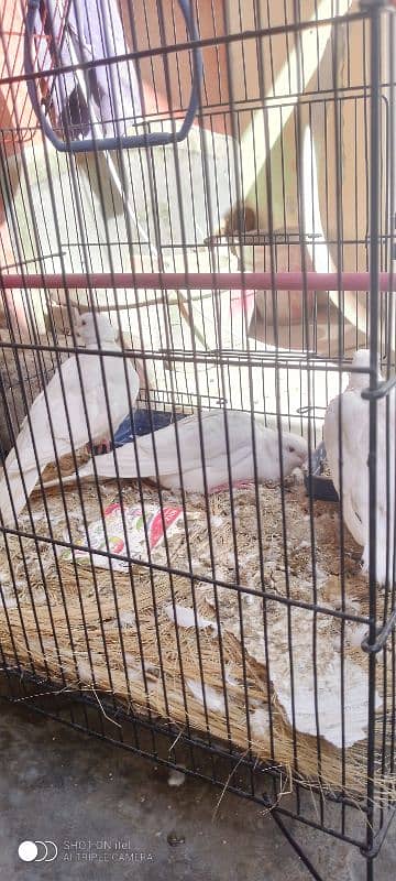 Rabbit pair & white dove pair 11