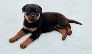 Rottweiler