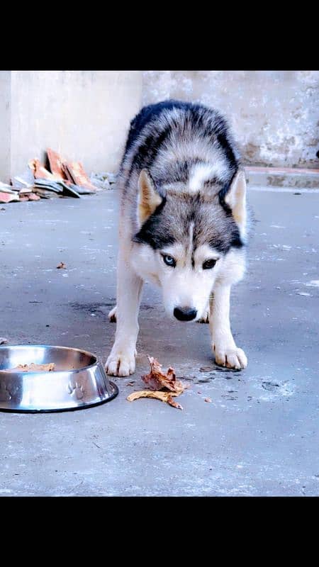 sybarian husky male 1