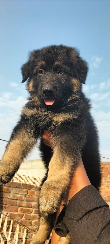 Garman Shepard male puppy for sale 0