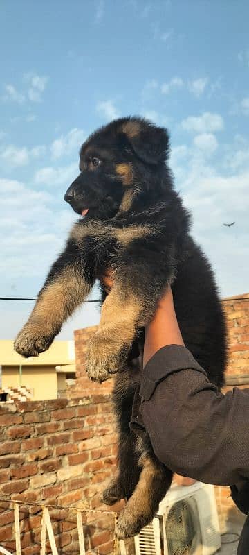 Garman Shepard male puppy for sale 1