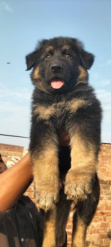 Garman Shepard male puppy for sale 2