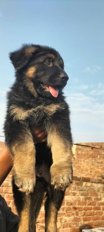 Garman Shepard male puppy for sale 3