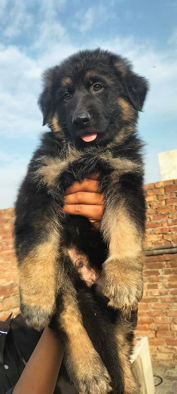 Garman Shepard male puppy for sale 6