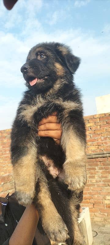 Garman Shepard male puppy for sale 7