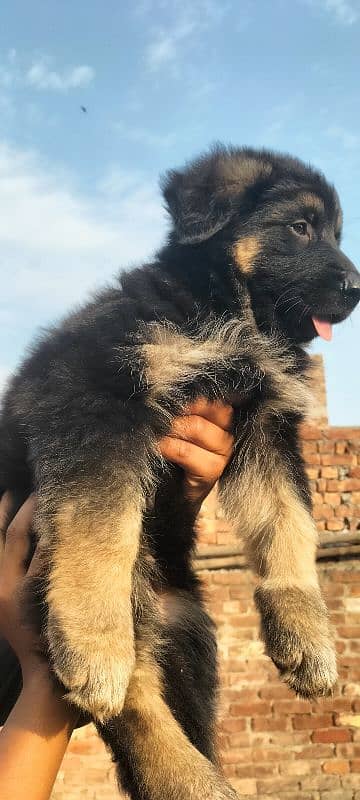 Garman Shepard male puppy for sale 9