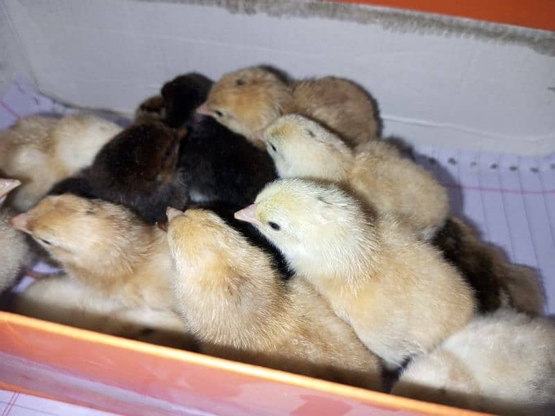 aseel cross desi chicks for sale 3