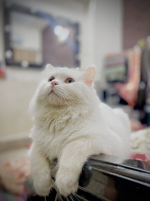 Pure Persian Homebreed Female Cat 0