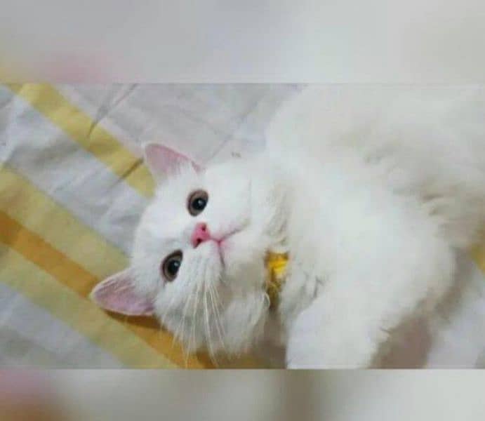 Pure Persian Homebreed Female Cat 5