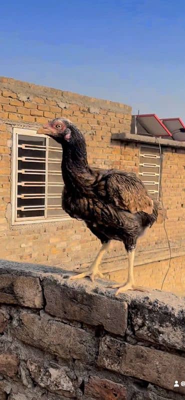 Aseel hen for sale 1