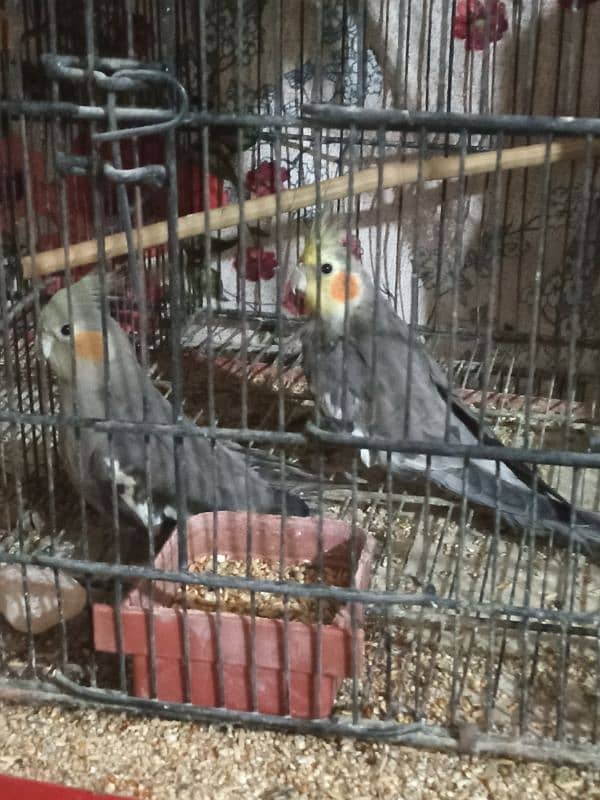 Aseel hen for sale 2