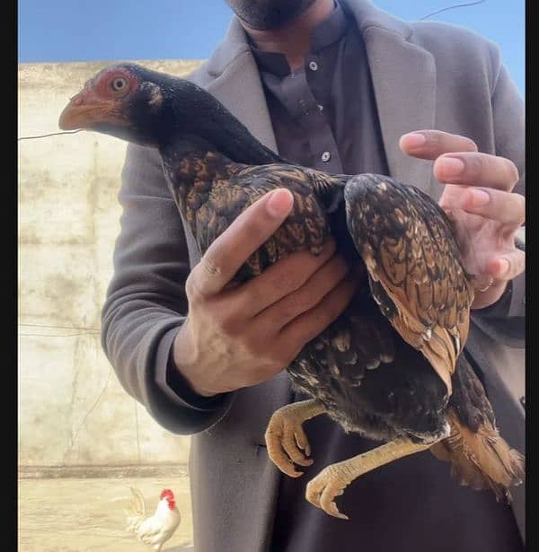 Aseel hen for sale 3