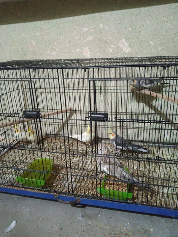 Aseel hen for sale 6