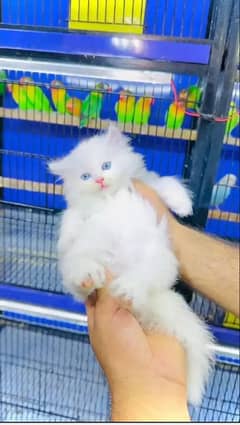 pareshan cat for sale WhatsApp number 0310=6441=528