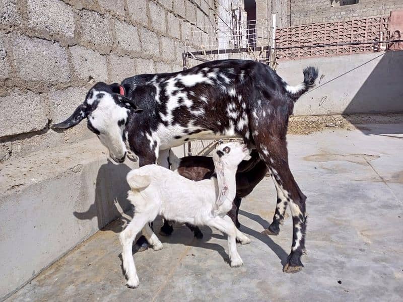 Taddy Bakri Whit 2 female kids 3months. 1 gulabi tydda 11 month andu 4