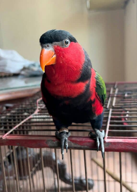 Black Cap Lory Talking Tamed 0