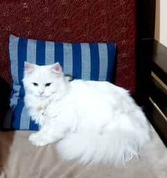 Loius the Persian Cat