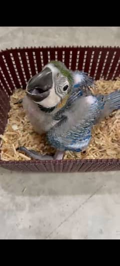 blue gold macaw chick for sale 03126945780