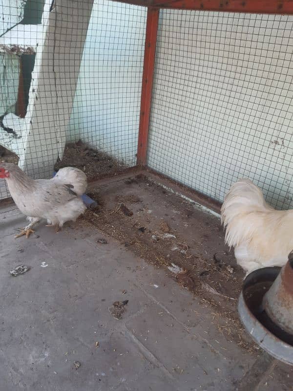 cochin bantam 1 male 2 female for sale 5