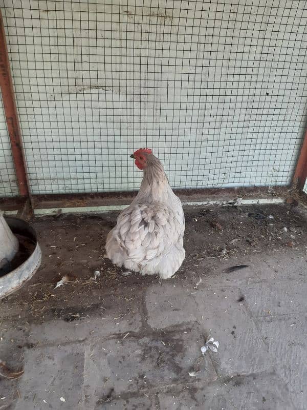 cochin bantam 1 male 2 female for sale 6