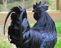 ayam cemani chick grey