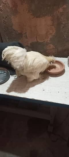 silkie