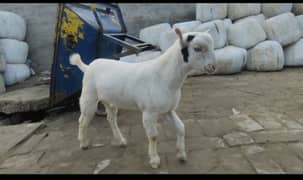 gulabi Ablak Teddy male white eyes