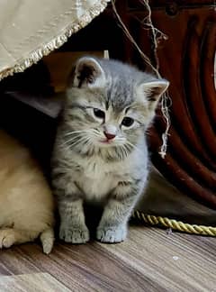 Kitten