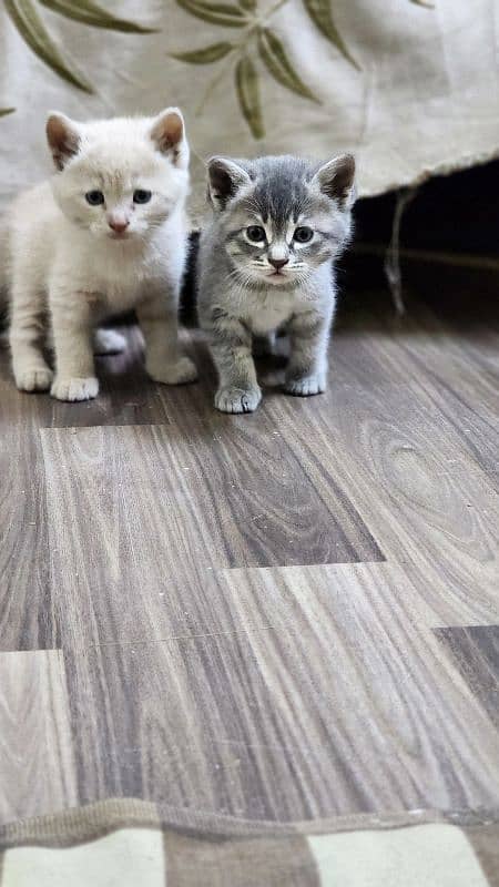 Kitten pair at reasonable price 7