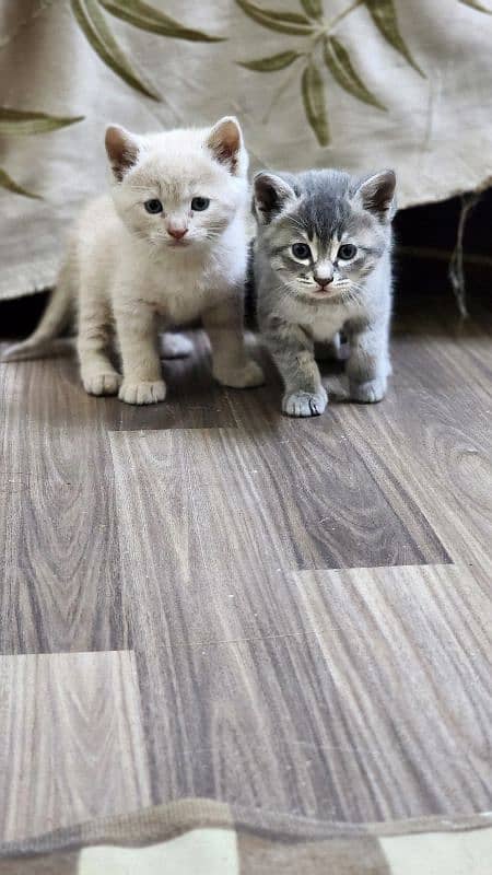 Kitten pair at reasonable price 8