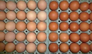 12 non fertile desi eggs