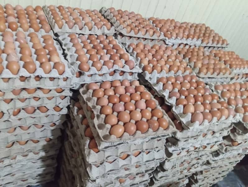 12 non fertile desi eggs 2