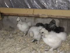 Silke chick  for 2 month old full active five pice available